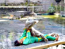 Тиристическая индустрия Индонезии. Крокодиловая ферма. Шоу с крокодилами